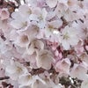 諏訪地域は〜桜にサクラにさくらで満開の画像