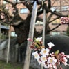 石割桜の画像