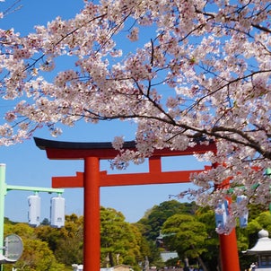 ちょっと贅沢な朝ごはんと桜の参道「段葛」の画像