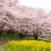 権現堂の桜の画像