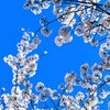 2023年3月29日(水) 桜撮影の画像