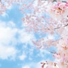 また、この季節がやって来た。～桜の記憶①～の画像