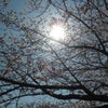 ここいろ♡桜満開夢乗せて♡の画像