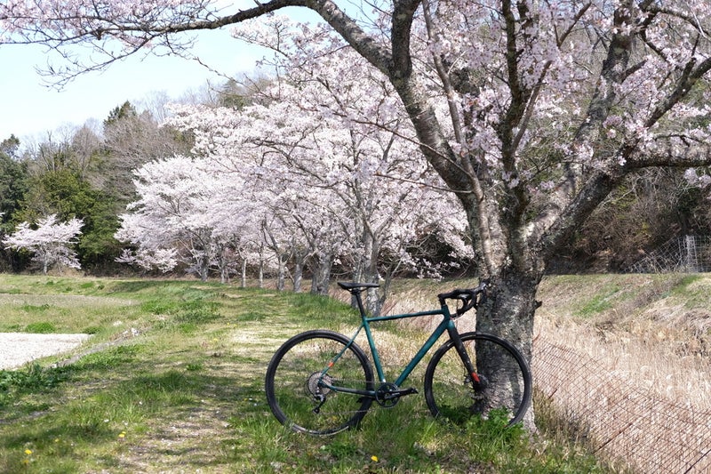 猪名川町の桜並木とロードバイク