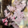 ♪さくら〜サクラ〜桜ピンクコーデ♪の画像
