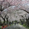 箱根の桜　１の画像