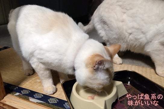 ちゅーるを食べる白猫「やっぱ魚系の味がいいな」