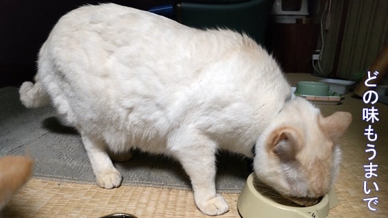 ちゅ～るを食べる白猫「どの味もうまいで」