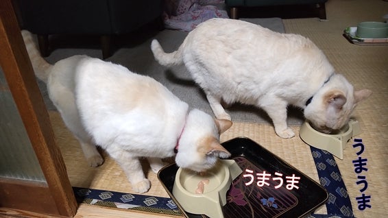 ちゅーるを食べる白猫兄弟「うまうま」「うまうま」