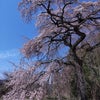 桜前線は原村に〜それではご一緒にお花見へ！の画像