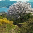 今年の桜・さくら・サクラもそろそろ見納め・・・タケノコ大好き♪の記事より
