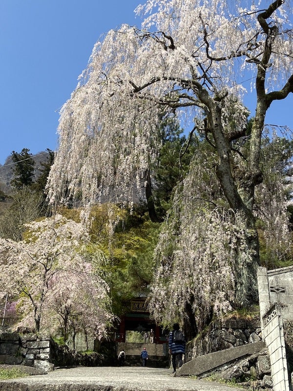 妙義神社さんの入り口の枝垂れ桜