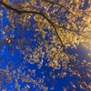 桜の木下での画像