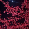 弥富の桜が綺麗です！の画像