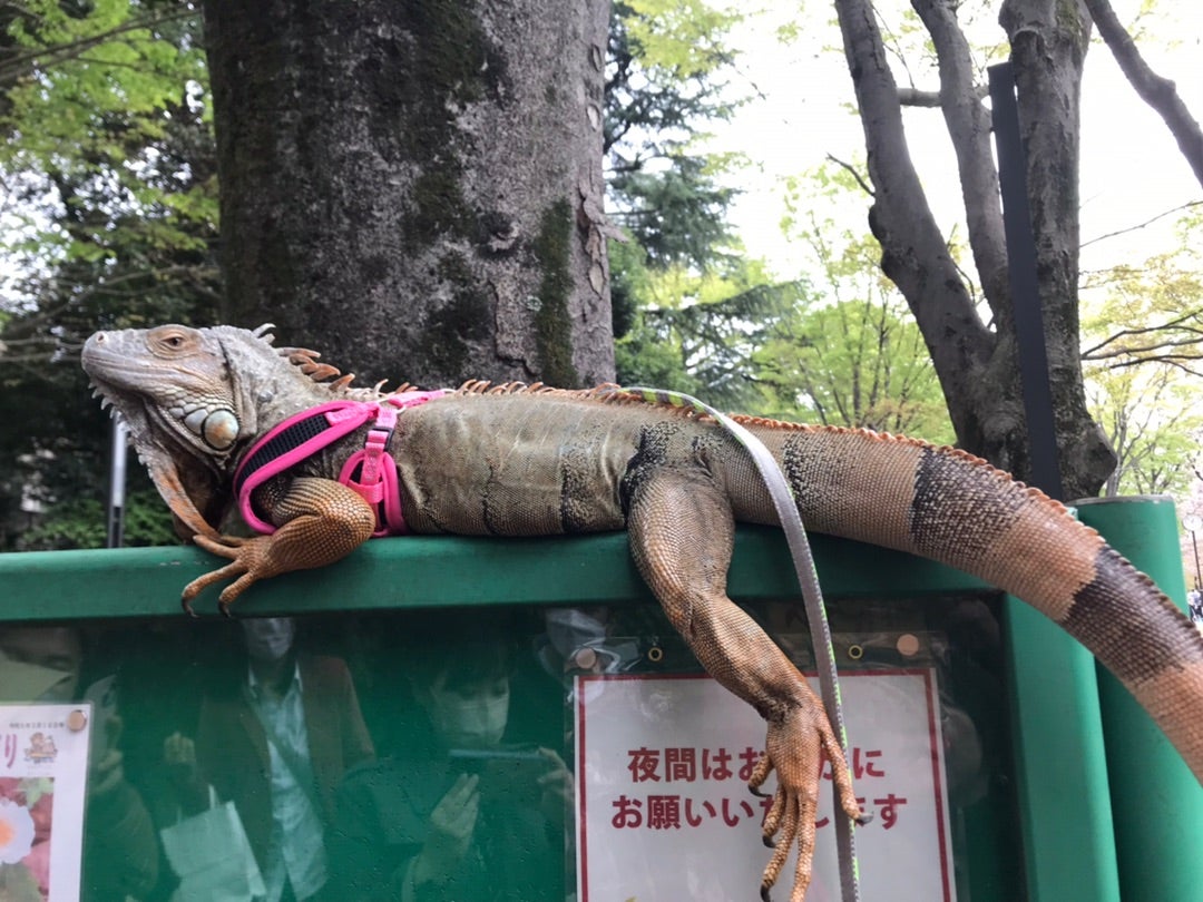 吉祥寺　井の頭公園　お花見の記事画像