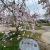 2023/3/31　京都散策３日目　先斗町から梨木神社まで歩くの画像