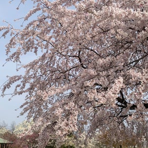 桜満開入社式の画像
