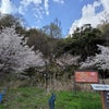 山の桜を見に行ったの画像