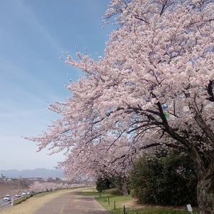 桜餅は４月１０日までとなります。の画像