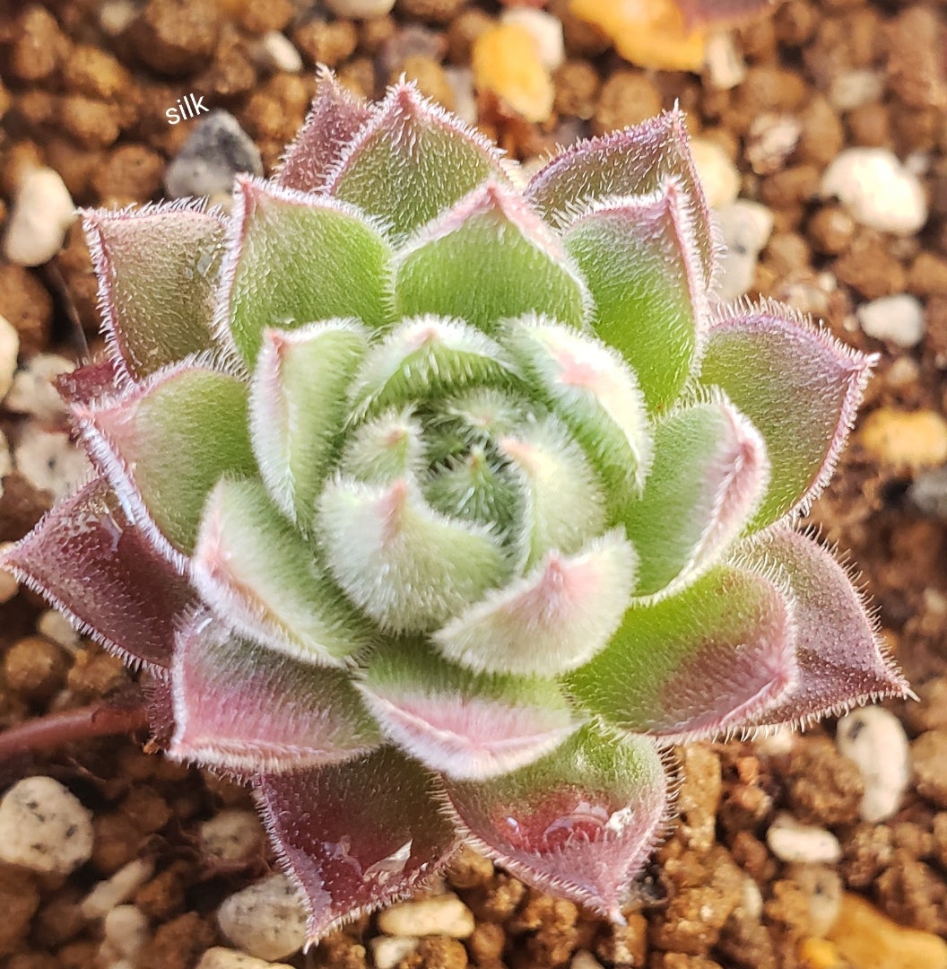 即発送可能】 クゥとチャチャ様 錦翠花 センペルビウム 植物/観葉植物