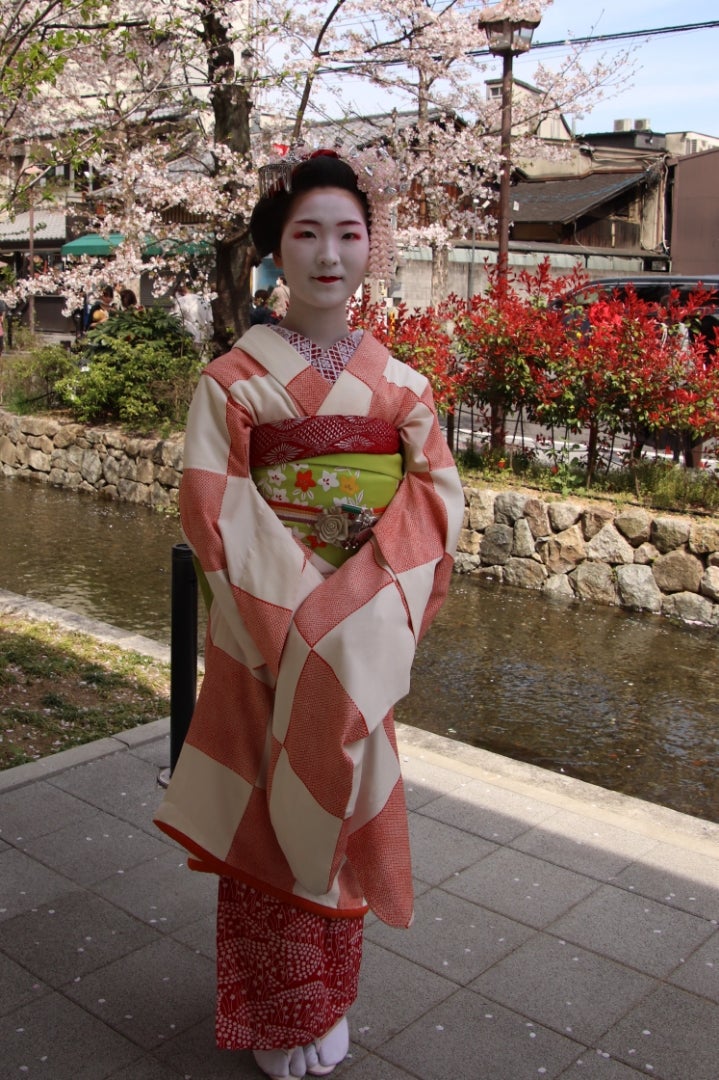 桜と舞妓さん撮影 | 芸舞妓と京都