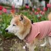 柴犬の横顔好きだよ(^^)トキちゃんママさんからお花見デコありがとう(^^)の画像