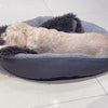 シドニー生活｜Kマート｜犬の日用品なお買い物　の画像