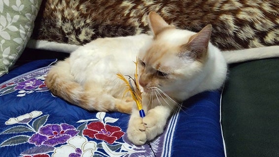 マタタビの香りを嗜む笹かま猫