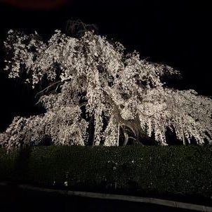 3月いろいろ②～高原寺の夜桜・Cafe1930～の画像