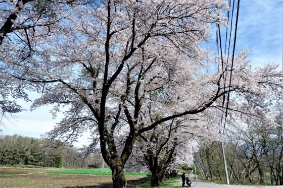 Ｍｒ．ドリュの行った、見た、撮った山梨・北杜市　桜の旅（４）　蕪の桜並木