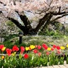 横浜の桜名所（港が見える丘公園）の画像