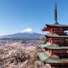 富士の桜旅① 新倉山浅間公園桜まつりの画像