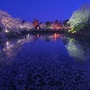 上杉神社の桜ライトアップの画像