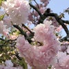 富田さとにわ耕園の八重桜の画像