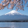富士の桜旅② 河口湖北岸の桜の画像