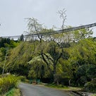 川ドボンしない奈良県の室生寺でトレイルラン！の記事より