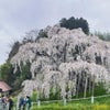 三春の滝桜の画像