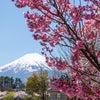 富士の桜旅③ 河口湖各所の桜の画像
