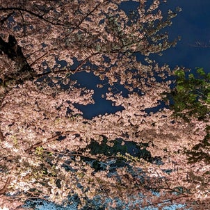 夜桜＠千鳥ヶ淵の画像