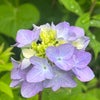 紫陽花の画像