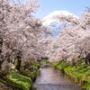 富士桜旅④ 新名庄川の桜（忍野八海）の画像