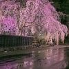 角館の夜桜の画像