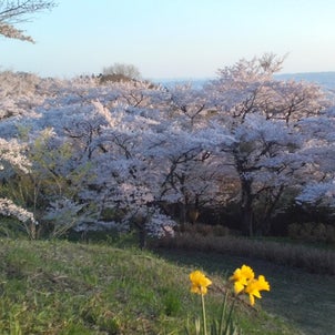 加護坊山の桜が見事にきれいでした♪の画像