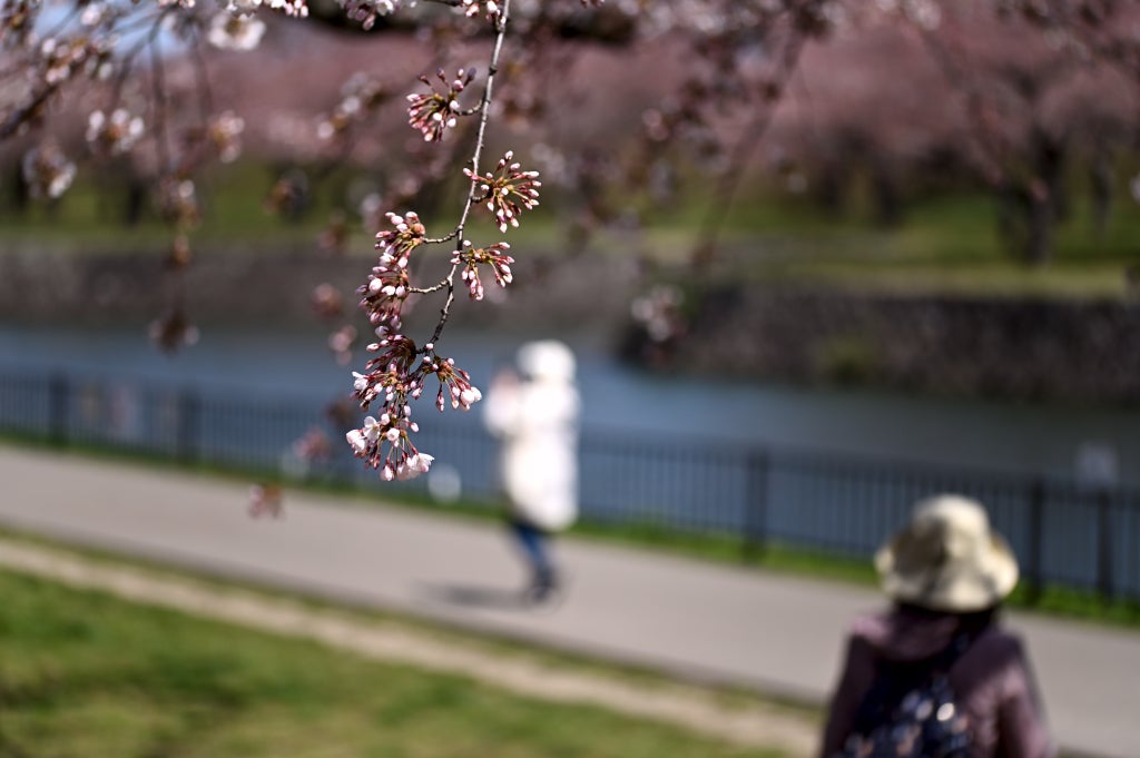 チャリンコぎこぎこ昼から散歩は五稜郭公園です　桜の中の若い人