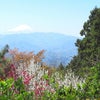 花と富士山♪の画像