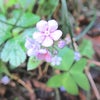 高尾山で咲いていた花／４月１０日の画像