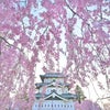 弘前城と桜の画像
