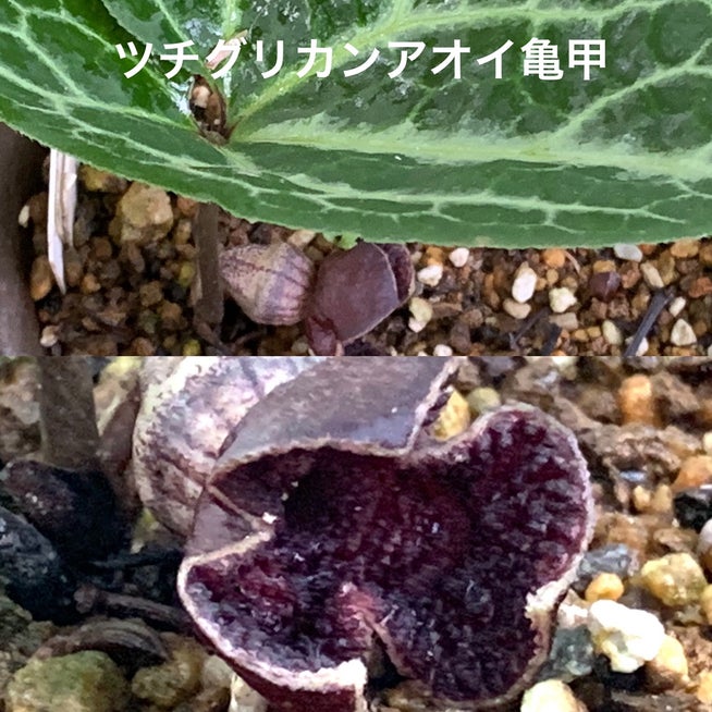 カンアオイの花の新着記事｜アメーバブログ（アメブロ）
