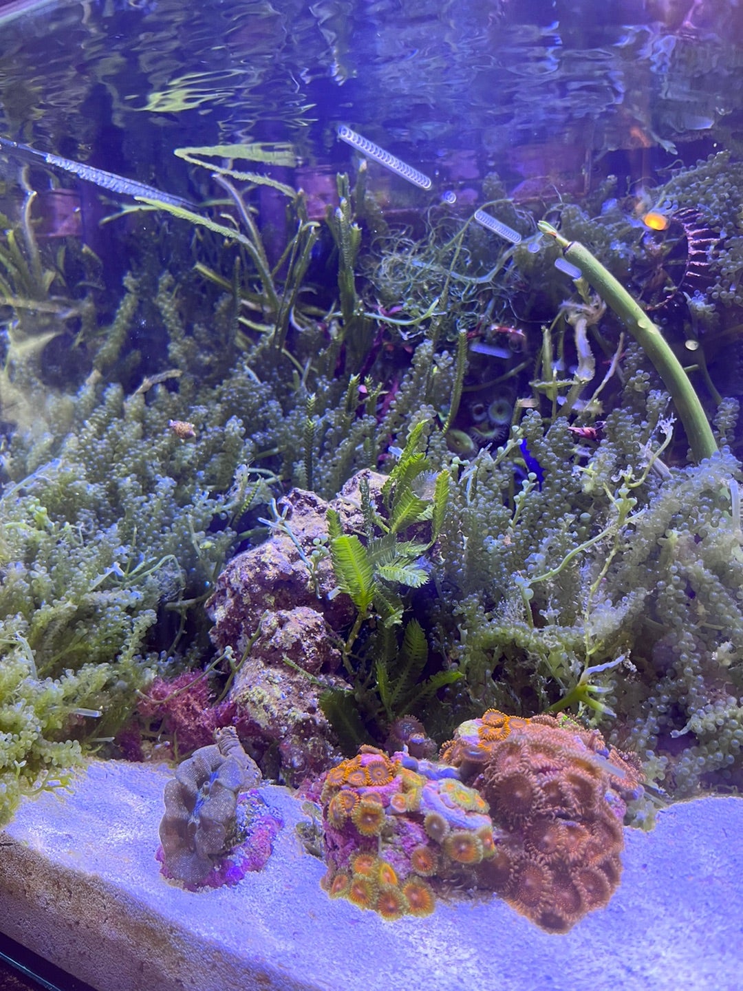 格安saleスタート アクアリウム 500×295 珊瑚 巻貝 海藻 流木 枝珊瑚