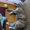 秋田犬ふじ♥寝んねだワン♪の画像